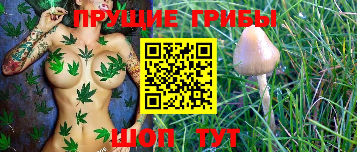 Псилоцибиновые грибы Psilocybine cubensis Ахтубинск
